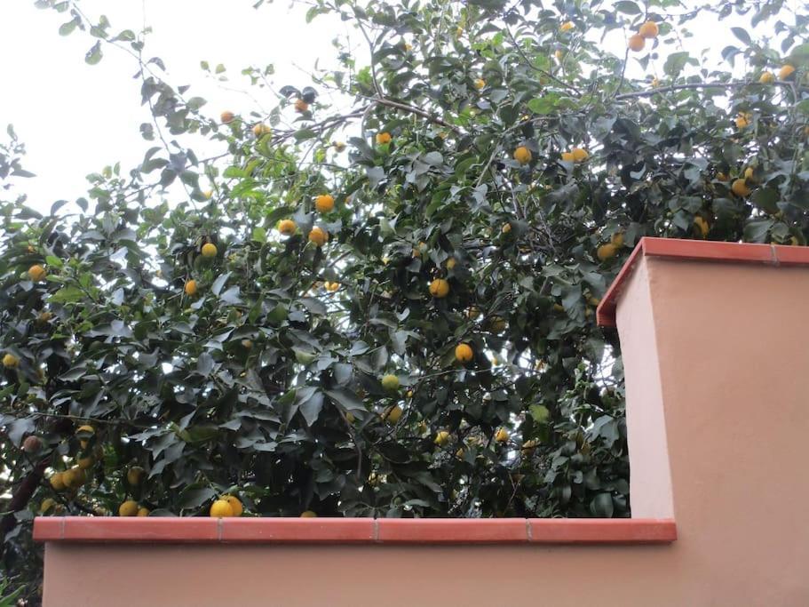شقة Il Piccolo Eden - Private Garden ليفورنو المظهر الخارجي الصورة